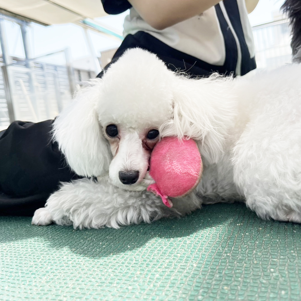 生徒が撮影したモデル犬写真♪①